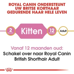 Royal Canin Kattenvoer British Shorthair Kitten 10 Kg 7 Royal Canin Kattenvoer British Shorthair Kitten 10 Kg -ROYAL CANIN Huisdier royal canin british shorthair kitten kitten kat brits korthaar hero image 8 1