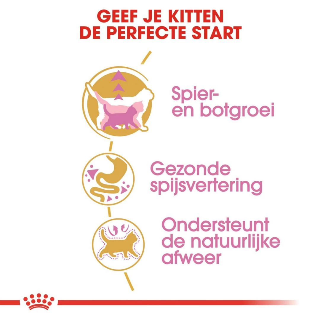 Royal Canin Kattenvoer British Shorthair Kitten 10 Kg 3 Royal Canin Kattenvoer British Shorthair Kitten 10 Kg - Afbeelding 3