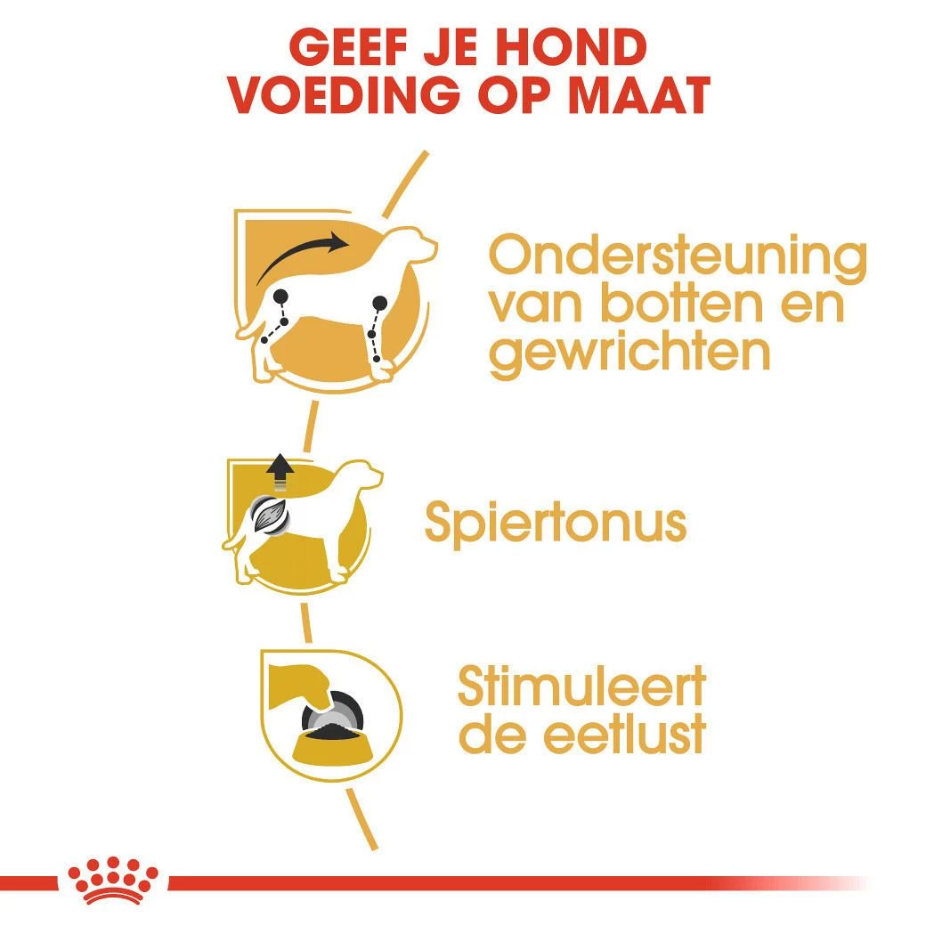 Royal Canin Hondenvoer Dachs-hund Adult 12 X 85 Gr 4 Royal Canin Hondenvoer Dachs-hund Adult 12 X 85 Gr - Afbeelding 4