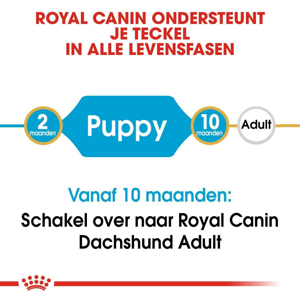 Royal Canin Hondenvoer Dachshund Puppy 1,5 Kg 4 Royal Canin Hondenvoer Dachshund Puppy 1,5 Kg - Afbeelding 4
