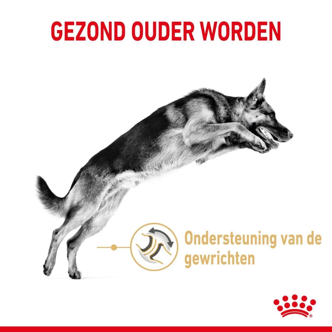 Royal Canin Hondenvoer German Shepherd Adult 5+ 3 Kg 3 Royal Canin Hondenvoer German Shepherd Adult 5+ 3 Kg - Afbeelding 3