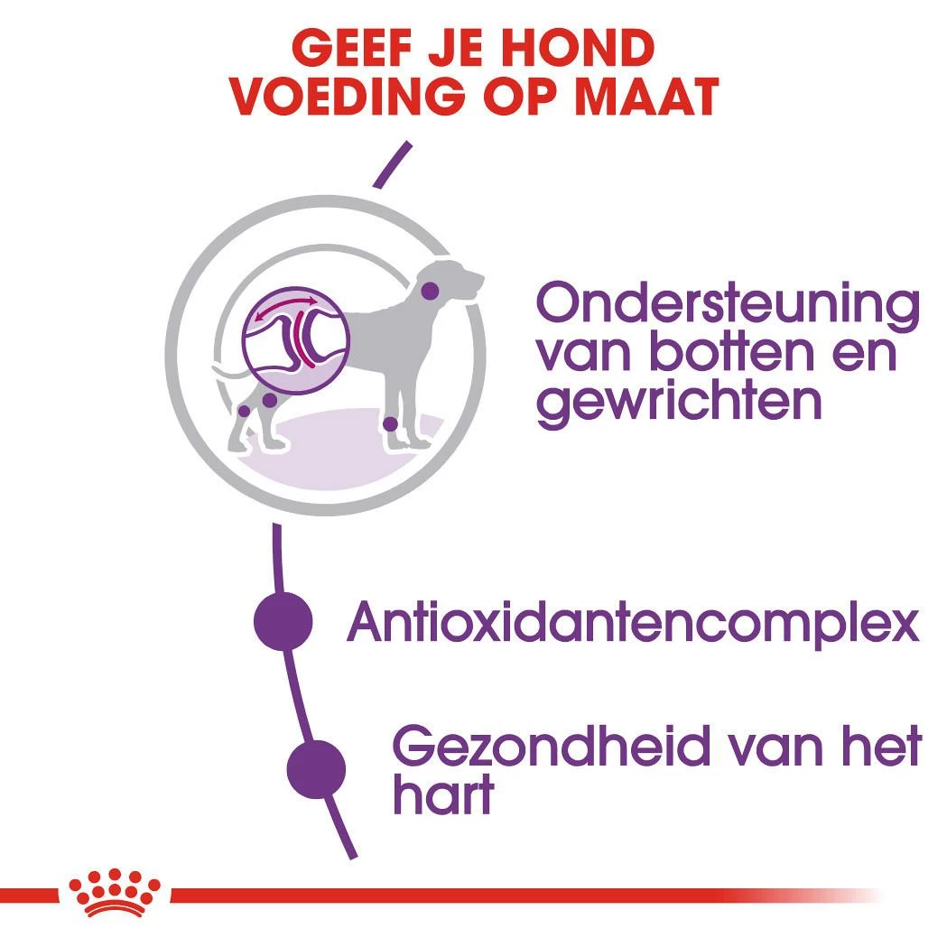 Royal Canin Hondenvoer Giant Adult 4 Kg 3 Royal Canin Hondenvoer Giant Adult 4 Kg - Afbeelding 3