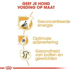 Royal Canin Hondenvoer Great Dane Adult 12 Kg -ROYAL CANIN Huisdier royal canin great dane adult volwassen hond duitse dog vanaf 24 maanden hero usp