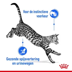 Royal Canin Kattenvoer Indoor In Jelly 12 X 85 Gr -ROYAL CANIN Huisdier royal canin indoor sterilised jelly volwassen kat binnenkatten hero usp