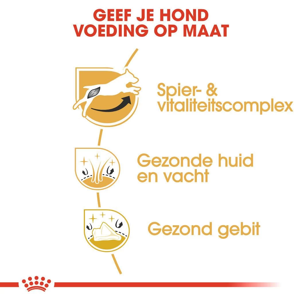 Royal Canin Hondenvoer Jack Russell Adult 3 Kg 3 Royal Canin Hondenvoer Jack Russell Adult 3 Kg - Afbeelding 3