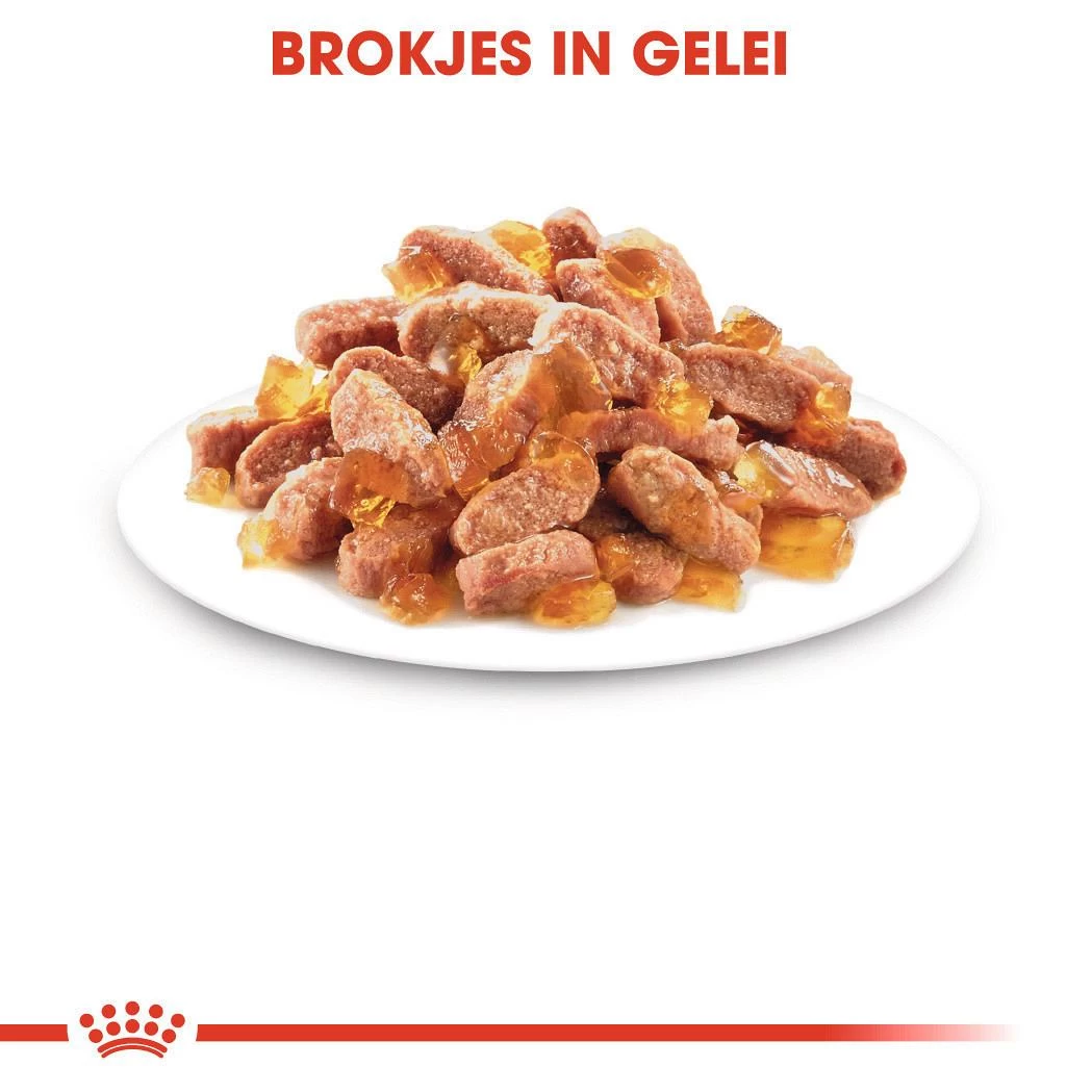 Royal Canin Kattenvoer Kitten In Jelly <br>12 X 85 Gr 3 Royal Canin Kattenvoer Kitten In Jelly <br>12 X 85 Gr - Afbeelding 3