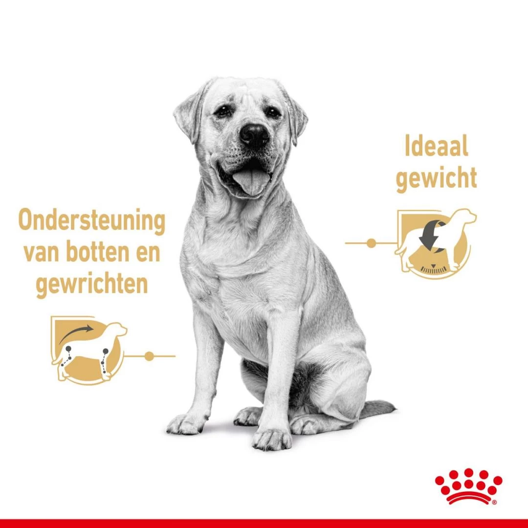 Royal Canin Hondenvoer Labrador Adult 10 X 140 Gr 4 Royal Canin Hondenvoer Labrador Adult 10 X 140 Gr - Afbeelding 4