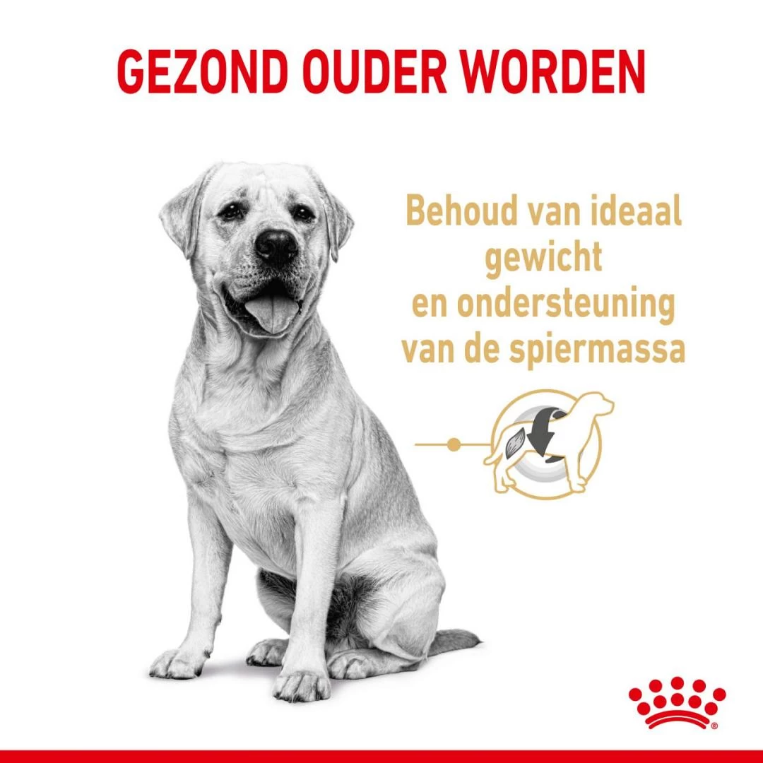 Royal Canin Hondenvoer Labrador Retriever Adult 5+ 12 Kg 3 Royal Canin Hondenvoer Labrador Retriever Adult 5+ 12 Kg - Afbeelding 3