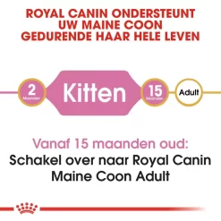Royal Canin Kattenvoer Maine Coon Kitten 2 Kg 7 Royal Canin Kattenvoer Maine Coon Kitten 2 Kg -ROYAL CANIN Huisdier royal canin maine coon kitten kitten kat maine coon hero image 8 1
