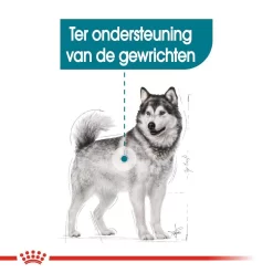 Royal Canin Hondenvoer Joint Care Maxi 10 Kg 7 Royal Canin Hondenvoer Joint Care Maxi 10 Kg -ROYAL CANIN Huisdier royal canin maxi joint care volwassen hond ondersteuning gewrichten hero breed animal