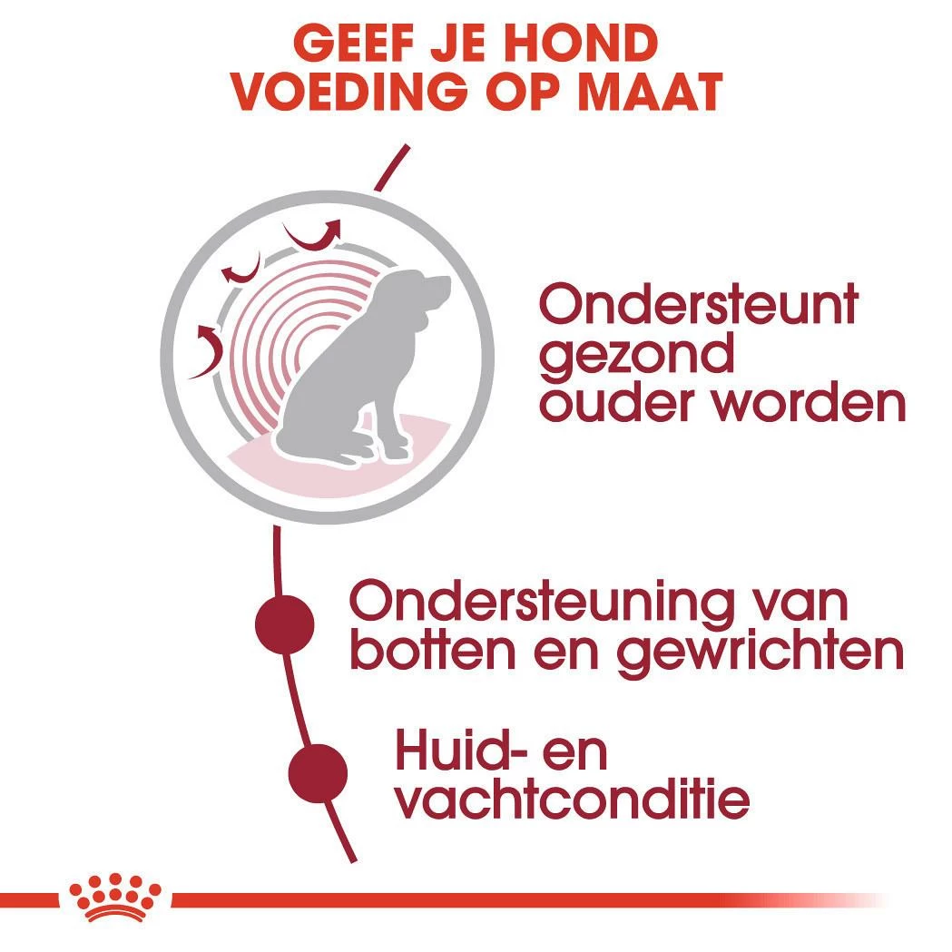 Royal Canin Hondenvoer Medium Ageing 10+ 10 X 140 Gr 4 Royal Canin Hondenvoer Medium Ageing 10+ 10 X 140 Gr - Afbeelding 4