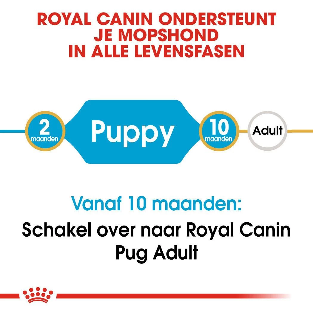 Royal Canin Hondenvoer Pug Puppy 1,5 Kg 4 Royal Canin Hondenvoer Pug Puppy 1,5 Kg - Afbeelding 4